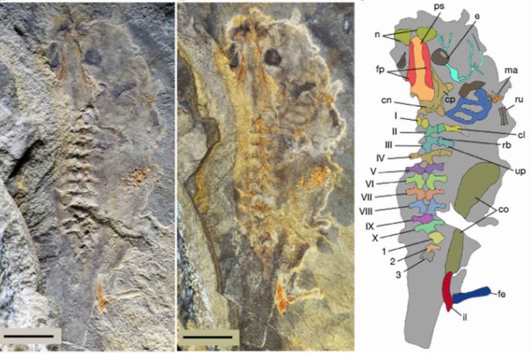 il fossile di girino gigante piu antico di sempre.jpg