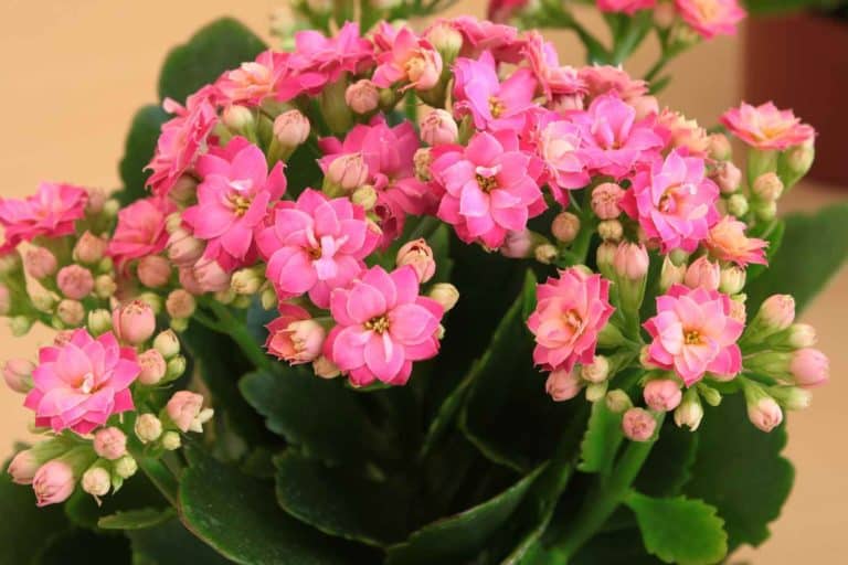 kalanchoe 4.jpg