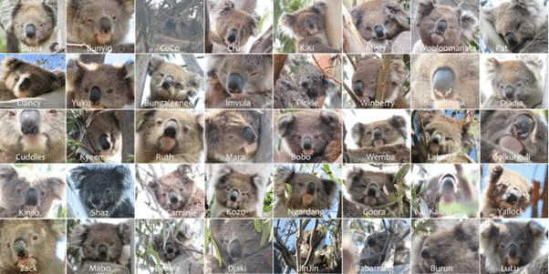 koalas on mass.png