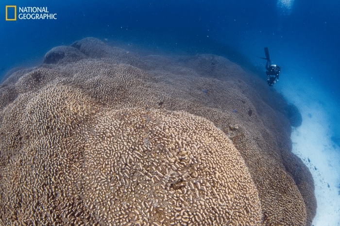 largest coral in the world.png