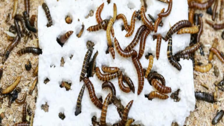 mealworms eating polystyrene 1 1024x576.jpg