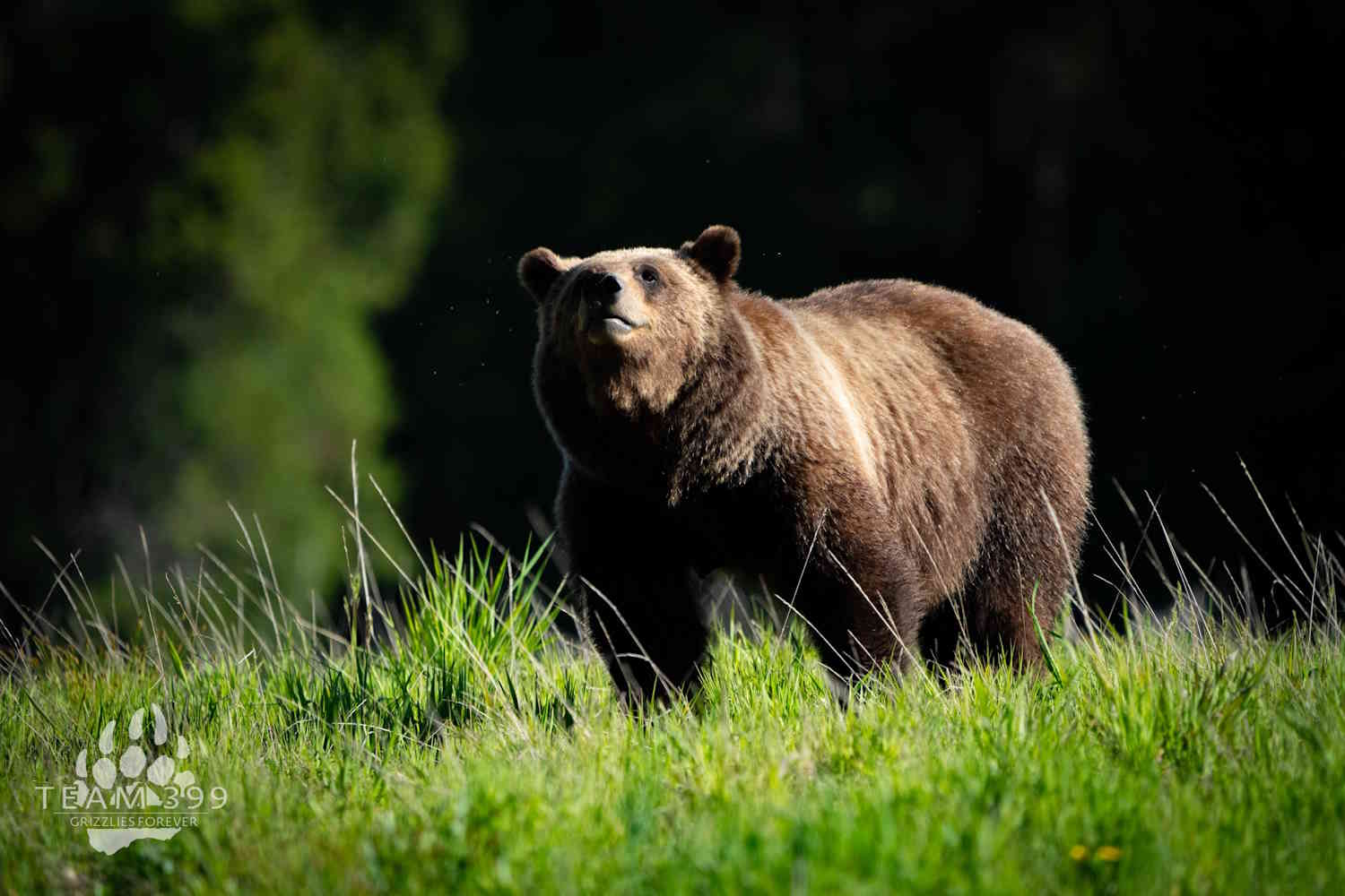 Restituite alla sua natura le ceneri dell’orsa Grizzly 399, travolta e uccisa su strada 1 orsa 399.jpg