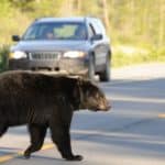 orso investito trentino.jpg