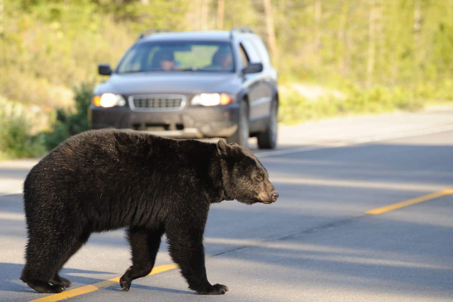 orso investito trentino.jpg