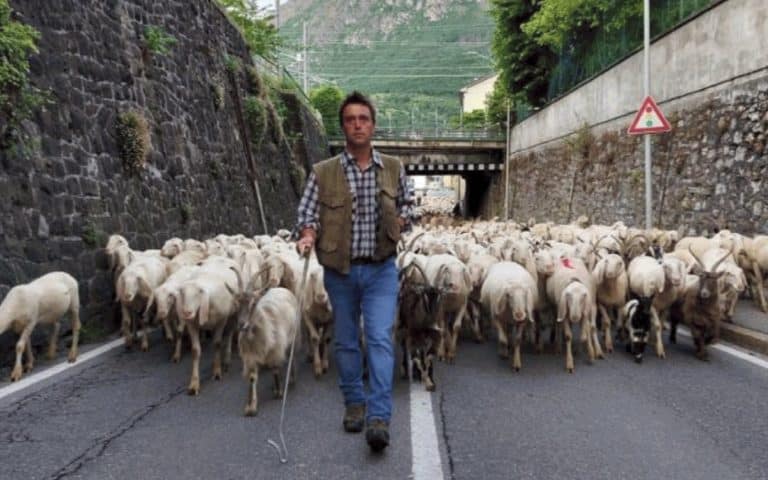pastori .jpg