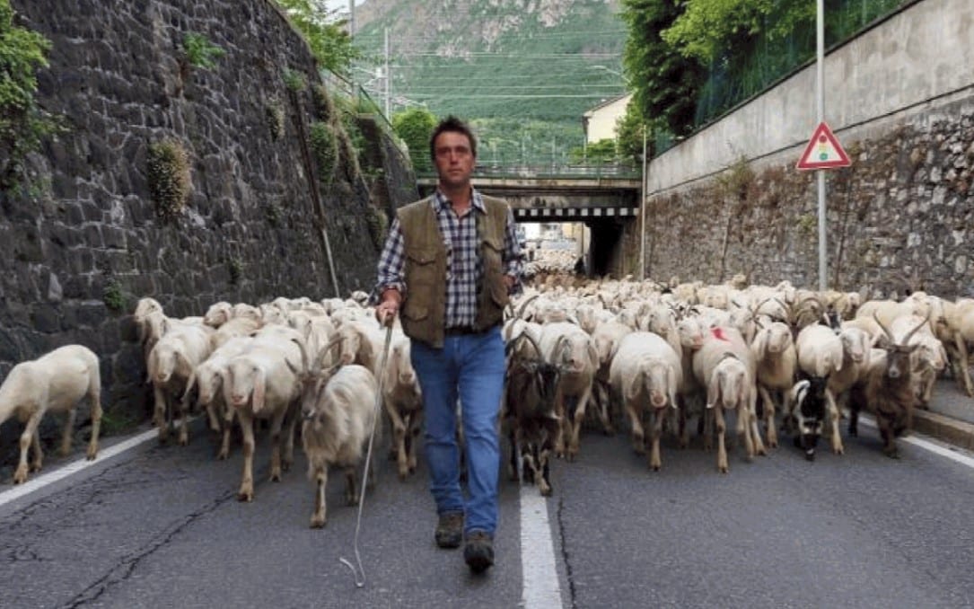 La storia della famiglia di pastori da quattro generazioni: «Non si diventa ricchi ma ci basta» 1 pastori .jpg