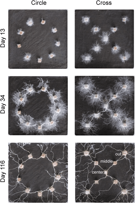 pattern recognition fungi.png