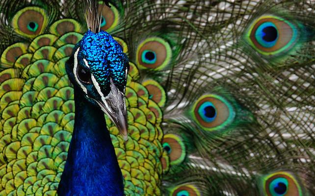 peacock 01.jpg