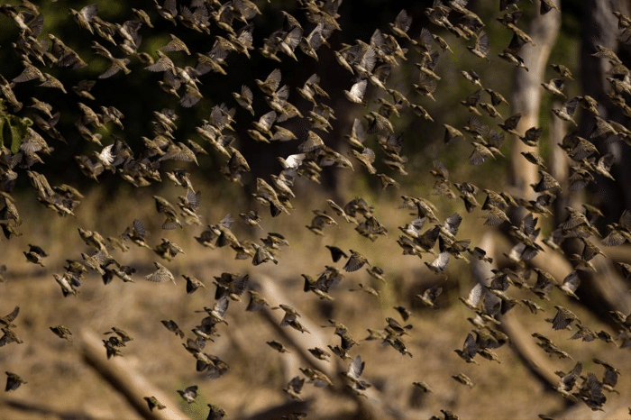 red billed quelea.png