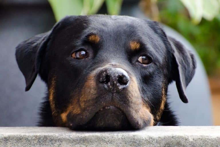 rottweiler malattie.jpg