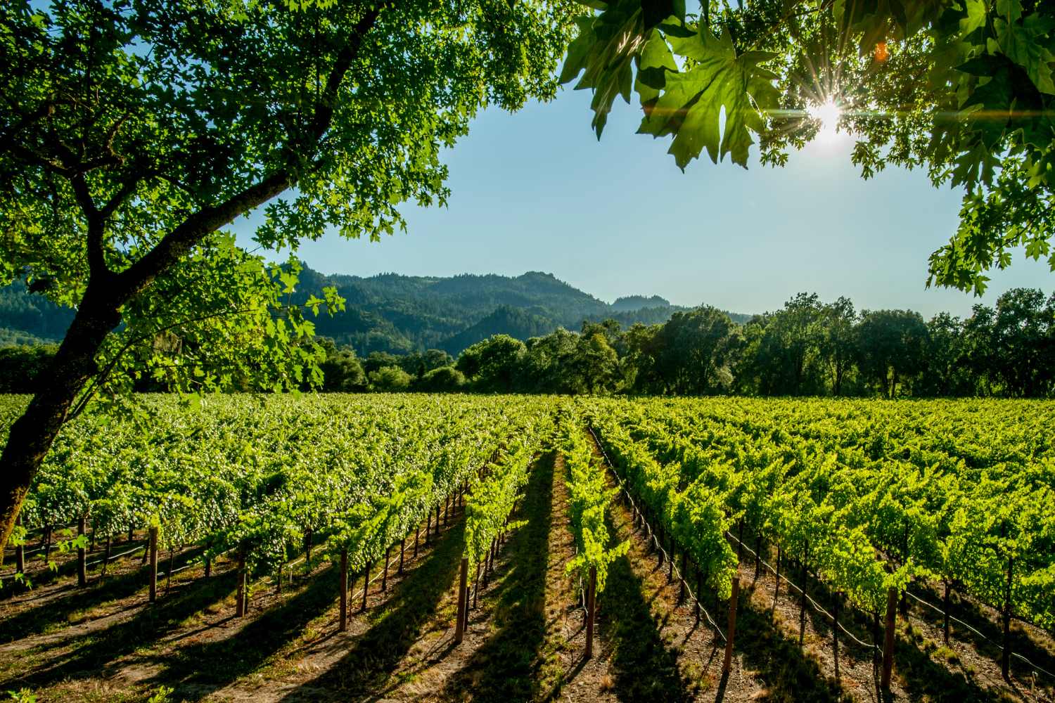 Questi sono i 50 migliori vigneti del mondo nella classifica 2024 (scopri la posizione di quelli italiani) 1 vigneti 1.jpg