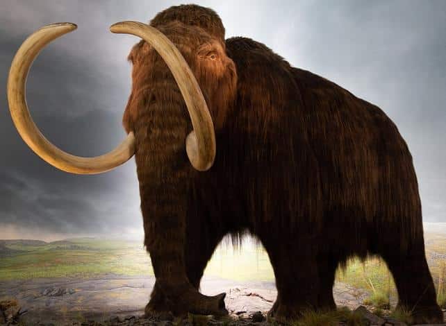 woolly mammoth human apex.jpg