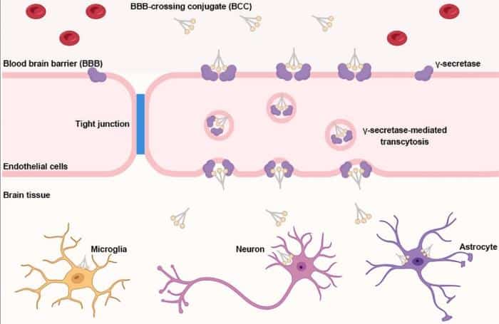 BBB Crossing Conjugate.jpg