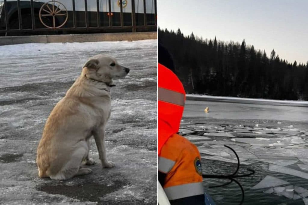 Belka.jpg