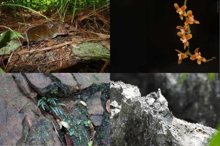 Biodiversita Mekong.jpg