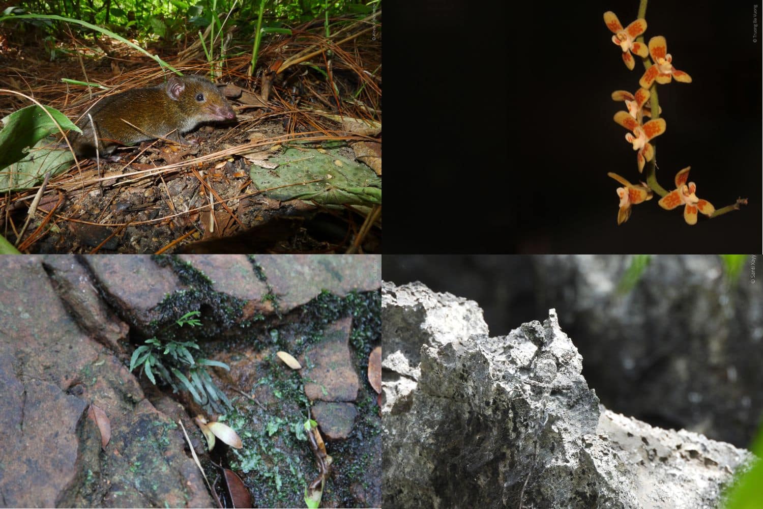 Biodiversita Mekong.jpg