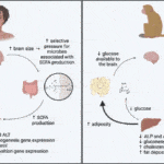 BrainSizeFueledByMicrobiomeTypesInPrimates e1734337568561.gif