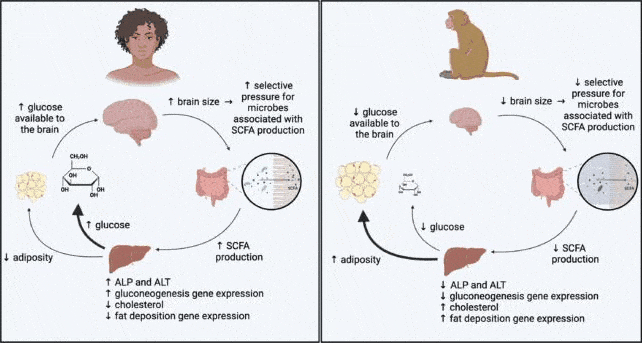 BrainSizeFueledByMicrobiomeTypesInPrimates e1734337568561.gif