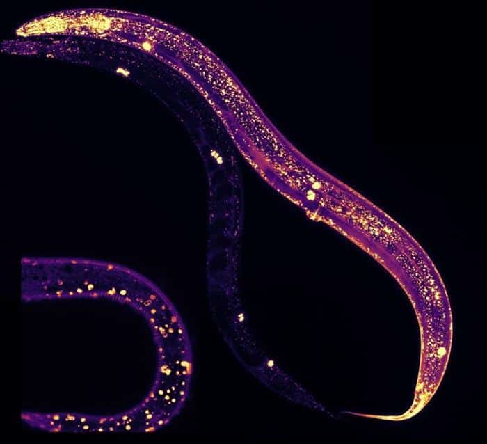 C. elegans Examined Under a Microscope MANF Protein 777x709 1.jpg