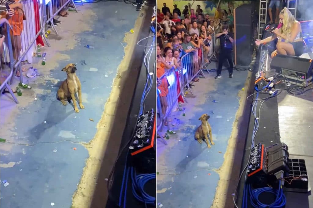 Cane concerto.jpg