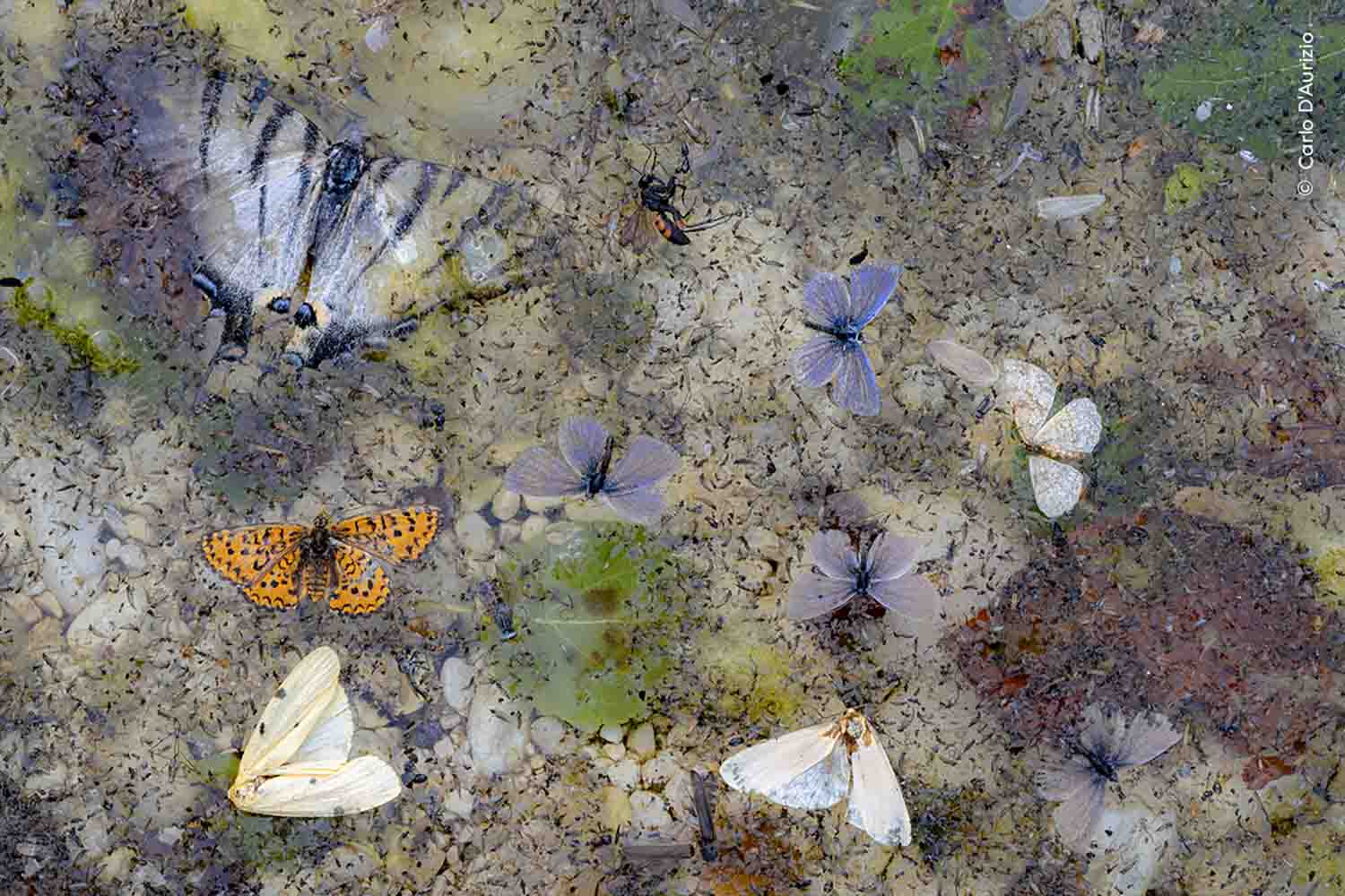 Wildlife Photographer of the Year People’s Choice Award: hai ancora tempo per votare il tuo scatto preferito! 1 Carlo DAurizio Wildlife Photographer of the Year copia.jpg