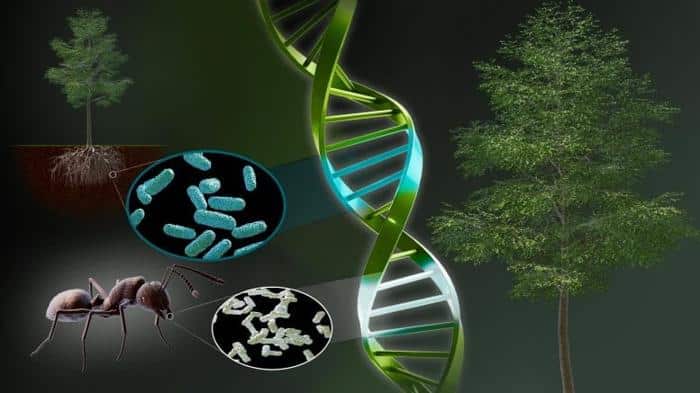 Chimera Photosynthesis Regulating Gene Origins 777x437 1.jpg