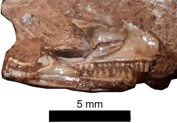 Cryptovaranoides microlanius Skull.jpg