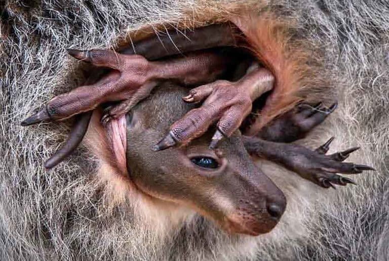 Cucciolo di wallaby di Pedro Jarque copia.jpg