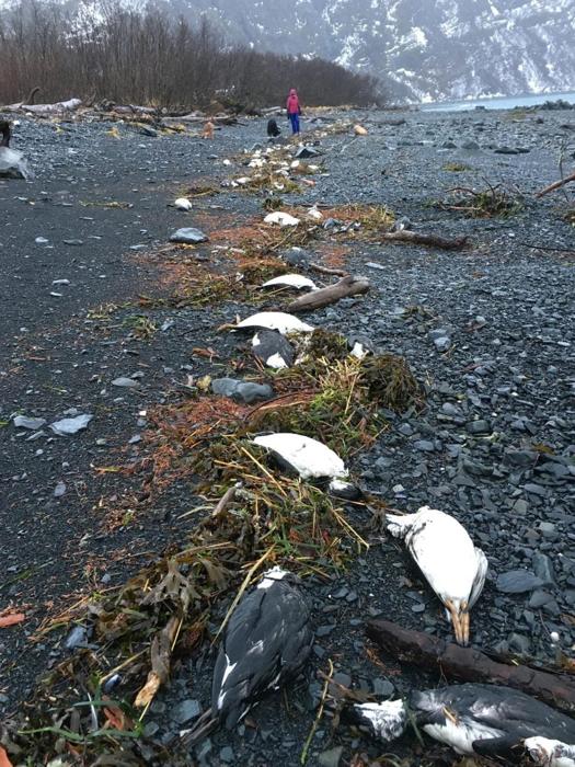 Dead Murres on Beach in 2016 777x1036 1.jpg