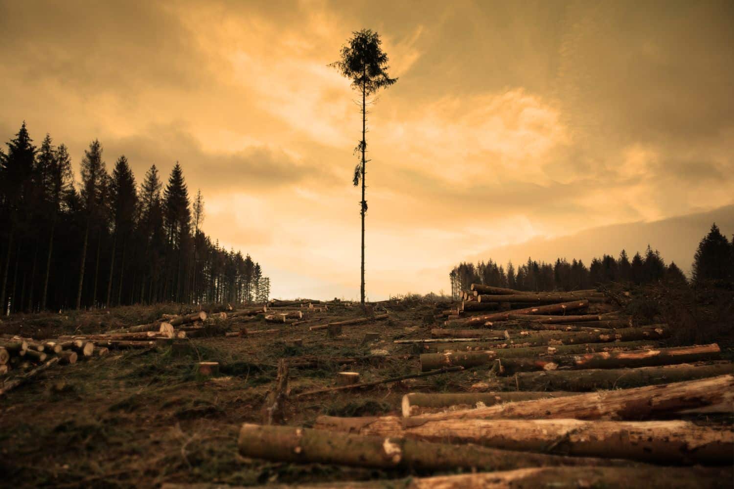 L’Europa asseconda le lobby e rinvia (di nuovo) l’applicazione del regolamento contro la deforestazione 1 Deforestazione 3.jpg