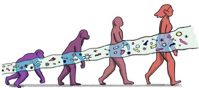 Evolution Humans Gut Microbiome 777x346 1.jpg