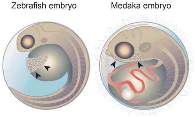 FishEmbryos.jpg