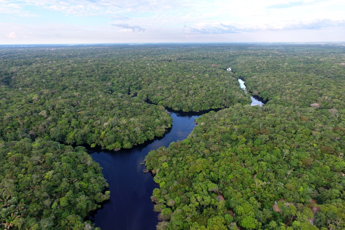 Amazzonia: gli studi che dimostrano cosa e chi c’è dietro il rapidissimo declino del polmone più grande della Terra 1 Foresta amazzonica.jpg
