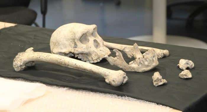Fossil of Near Adult Homo From Dmanisi Site 777x420 1.jpg