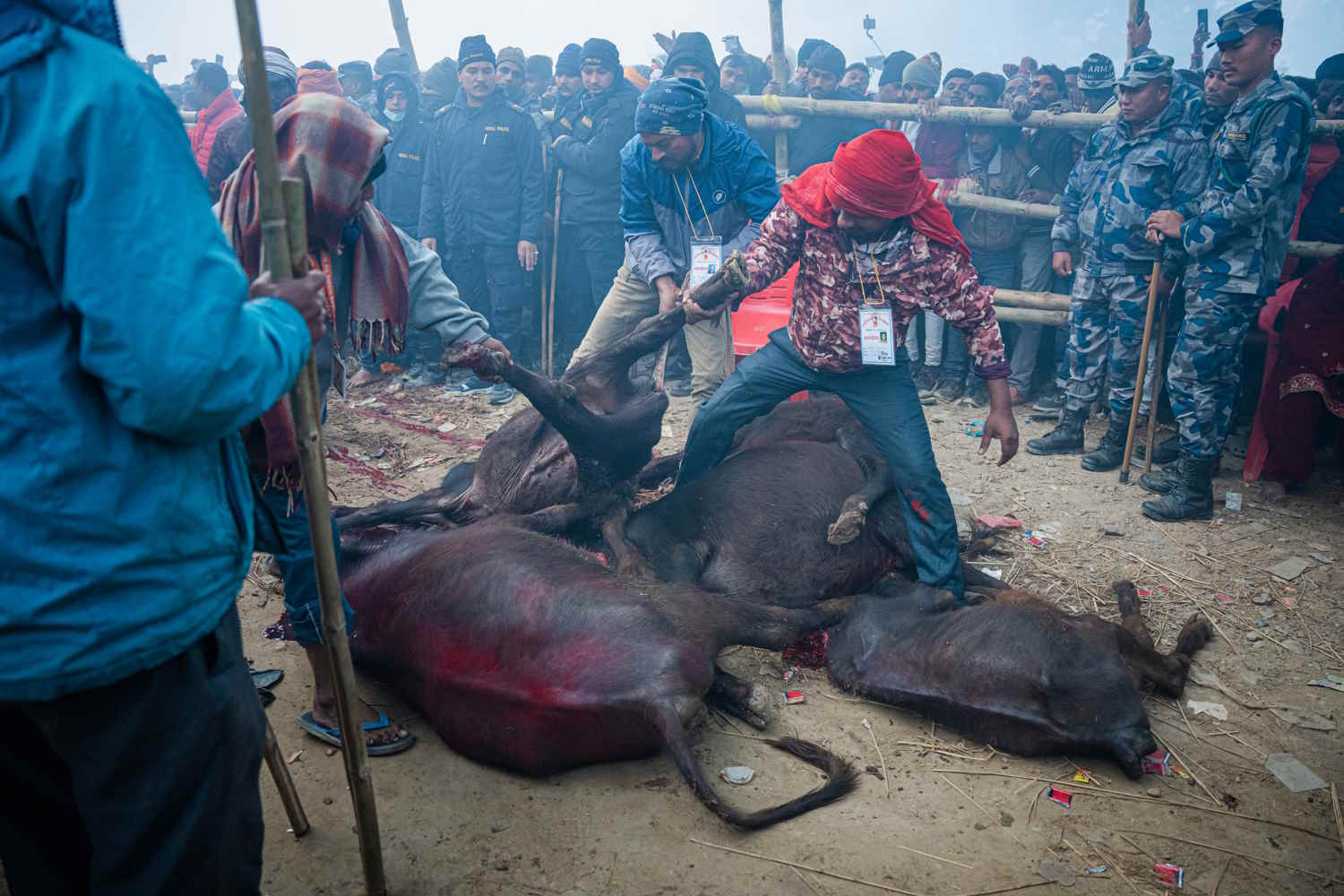 Festival di Gadhimai, fermiamo il terribile massacro di massa di milioni di animali in Nepal 1 Gadhimai Amit Machamasi Humane Society International.jpg