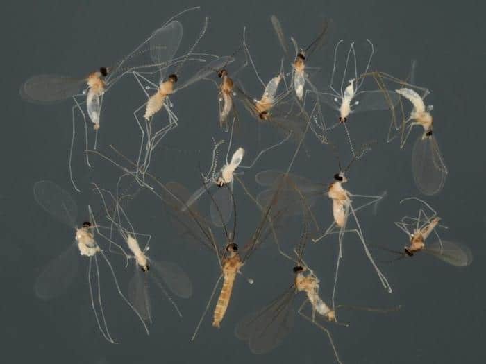 Rivoluzione dell’identificazione delle specie: il progetto del DNA per la biodiversità 1 Gall Midges 777x583 1.jpg