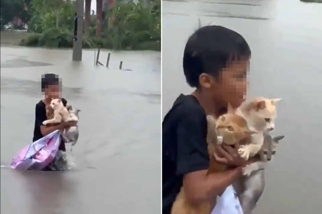 Gatti alluvione.jpg