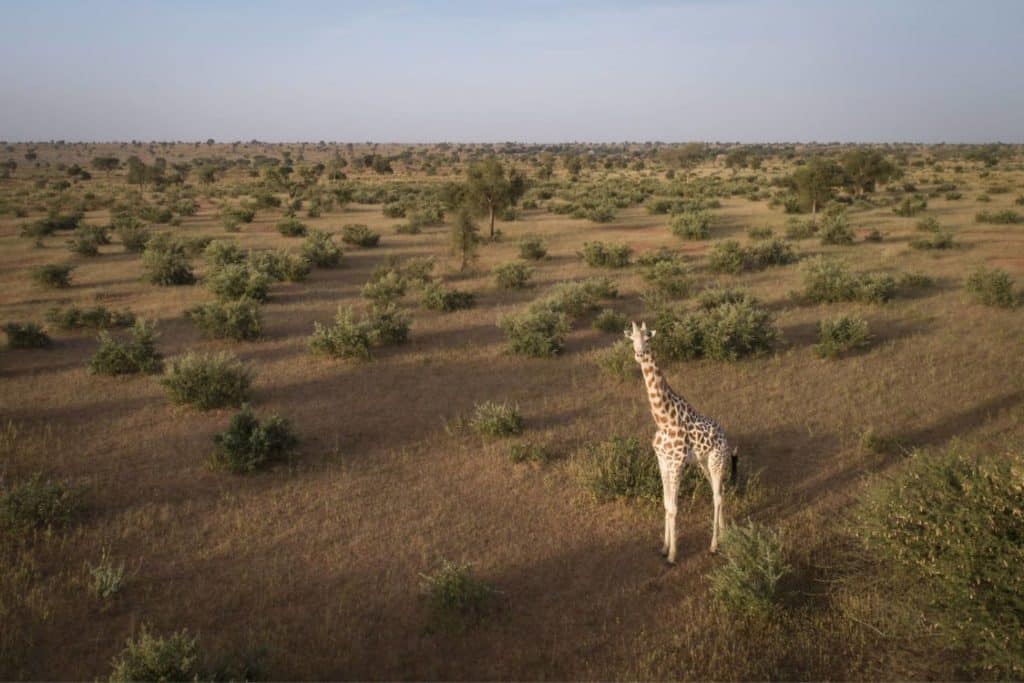 Giraffe 2.jpg