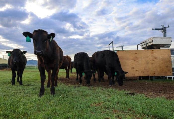 Grazing Cattle Dillon Montana 777x532 1.jpg