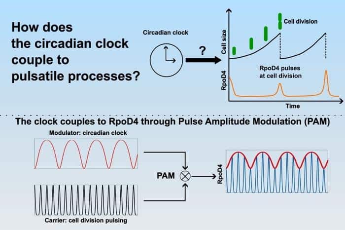 Cianobatteri: Il Segreto della Modulazione di Ampiezza nei Ritmi Cellulari 1 How the Cyanobacterial Circadian Clock Couples to Pulsatile Processes 777x518 1.jpg