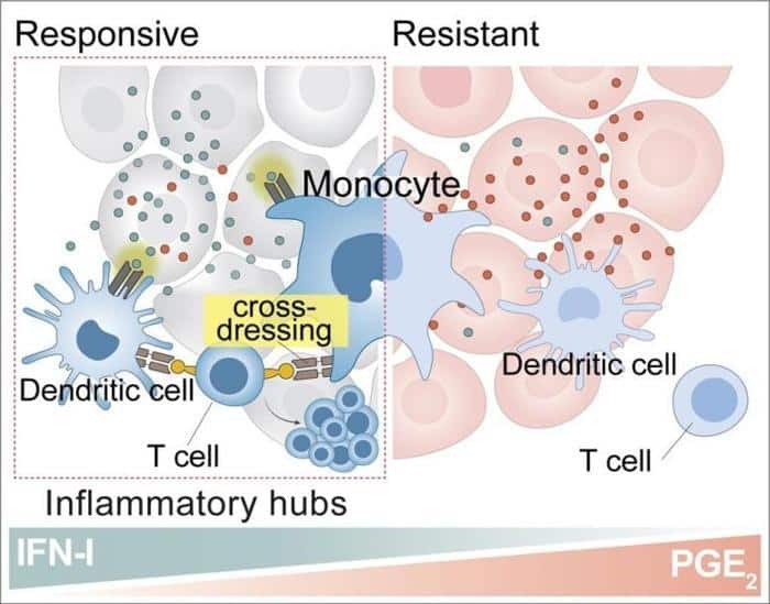 Inflammatory Monocytes Help Reactivate T Cells 777x610 1.jpg