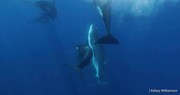 Killer Whales With Whale Shark 777x410 1.jpg