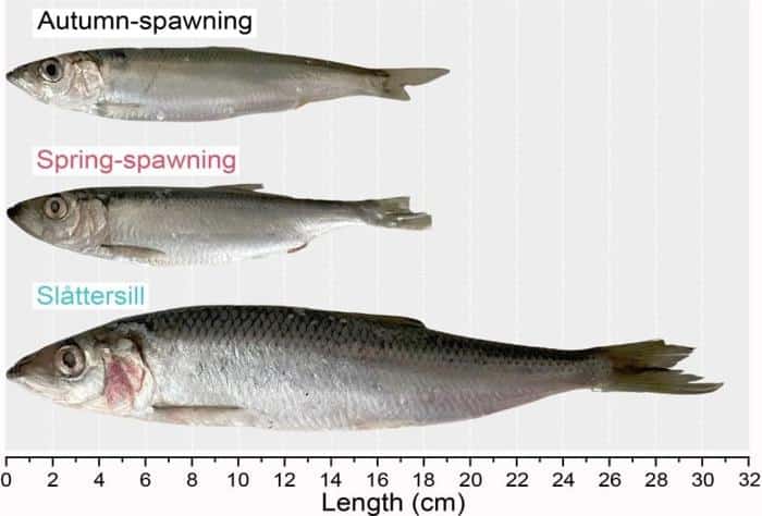 Large Herring Ssize Comparison 777x527 1.jpg