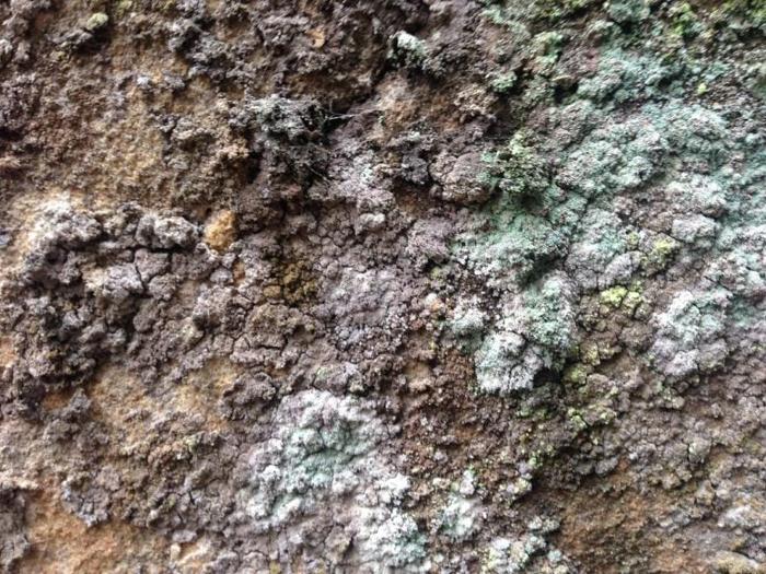 Lepraria Lichens 777x583 1.jpg