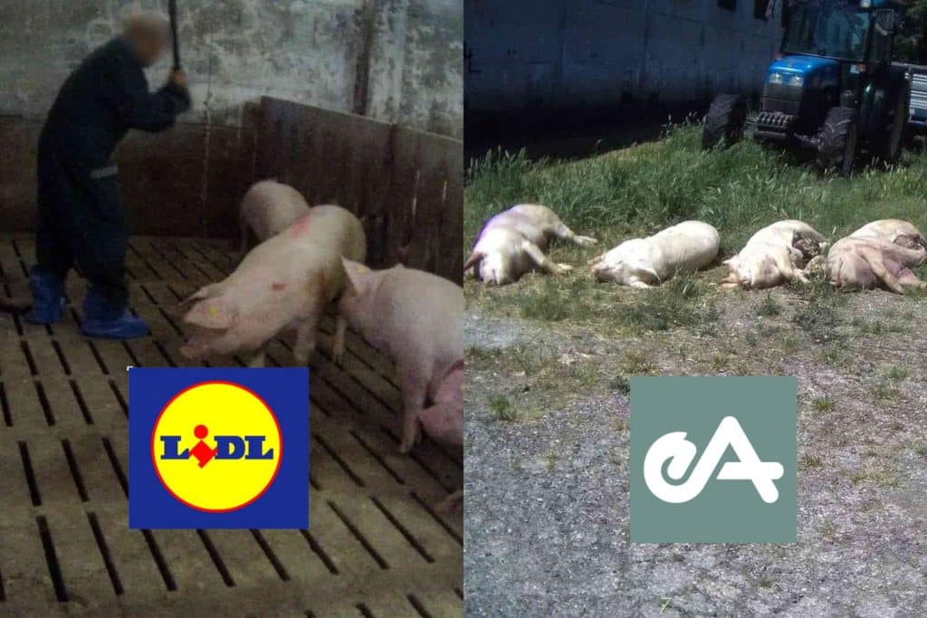 Lidl maiali.jpg