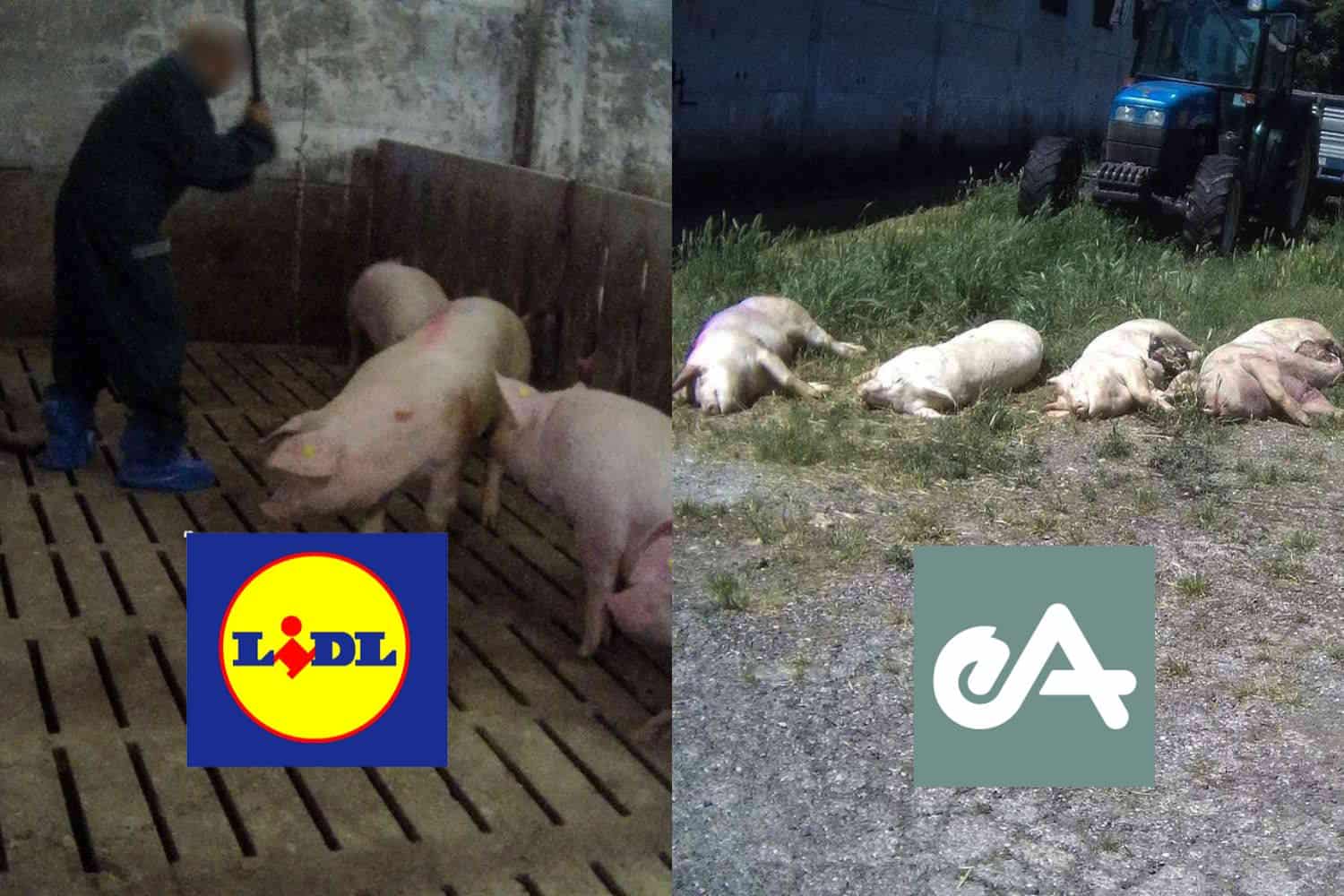 Lidl maiali.jpg