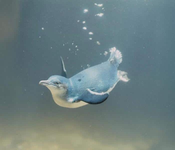 Little Penguin Underwater 777x666 1.jpg