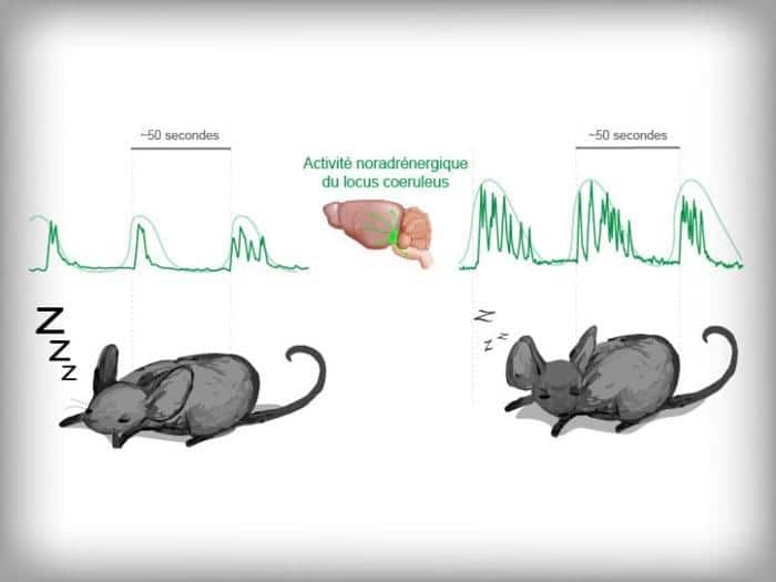 Locus Coeruleus Regulates Sleep Cycles Stress Graphic 777x583 1.jpg