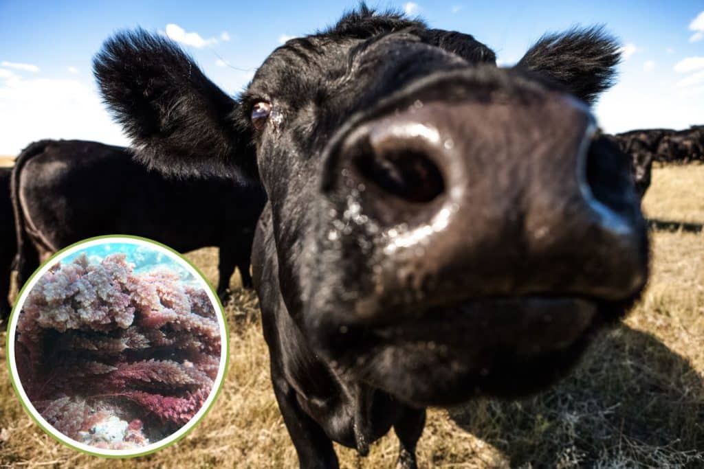 Mucche alga peti metano.jpg