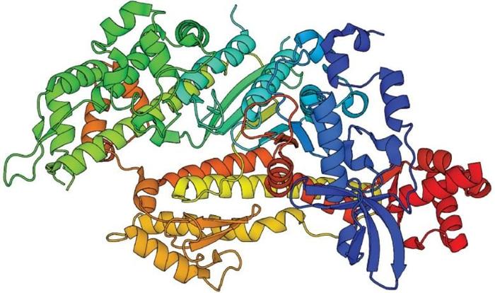 Myosin 3D Structure 777x460 1.jpg